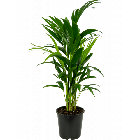 Kentia-howea-fosteriana-21-100-plant-palm