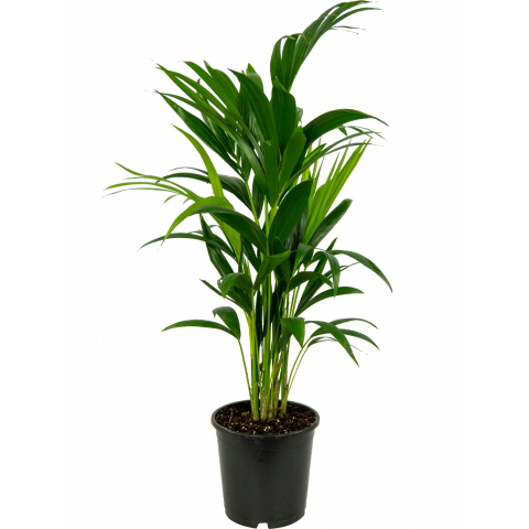 Kentia-howea-fosteriana-21-100-plant-palm 1