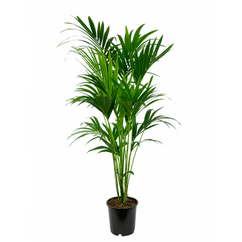Kentia-howea-fosteriana-24-160-kamerplant-palm