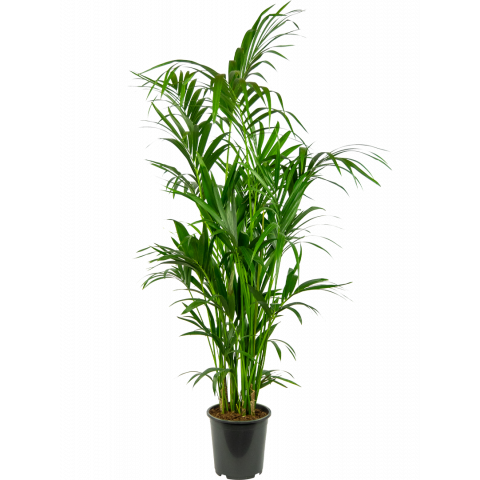 Kentia-howea-fosteriana-27-180-plant-palm
