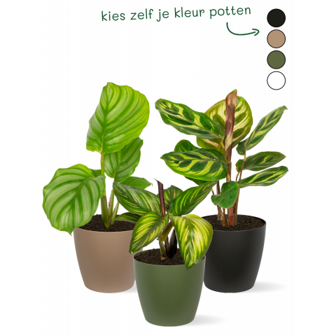Kleine-plantjes-voor-in-de-schaduw-stekjes