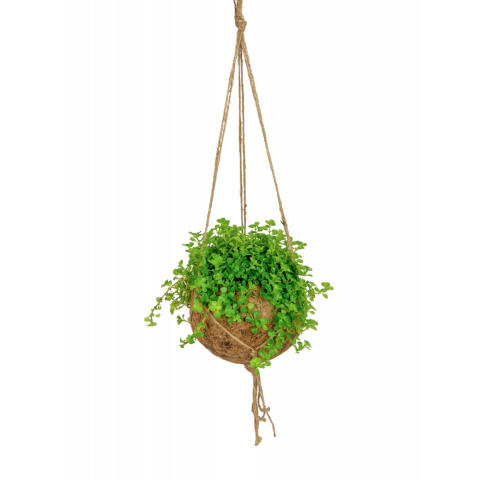 Kokodama-sao paulo-hangplant