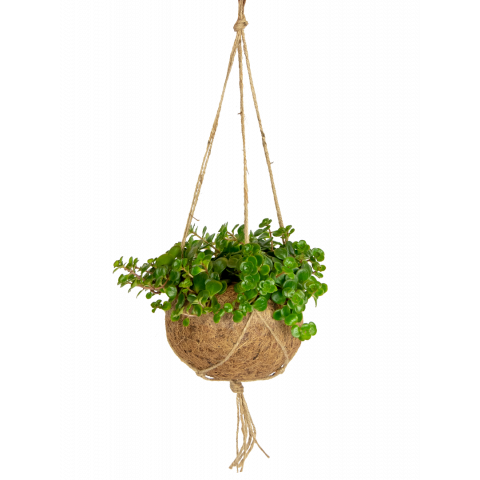 Kokodama-sendum-hangplant