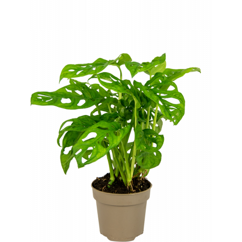 Monstera-adansonii-gatenplant-klein