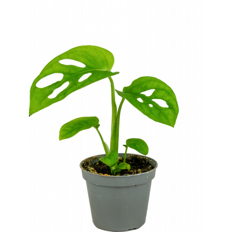 Monstera-adansonii-stekjes