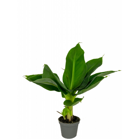 Musa-acuminata-cheeka-bananenplant-stekje