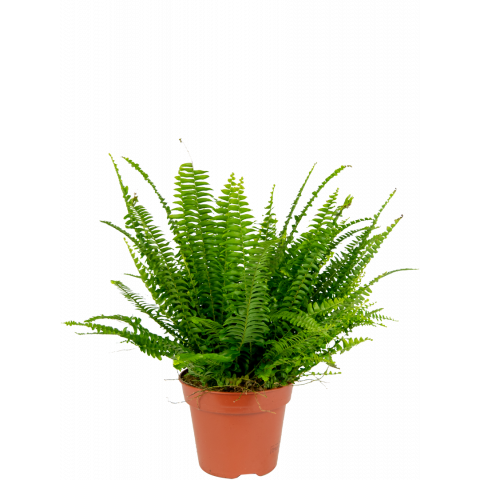 Nephrolepis-green-lady-varen-klein