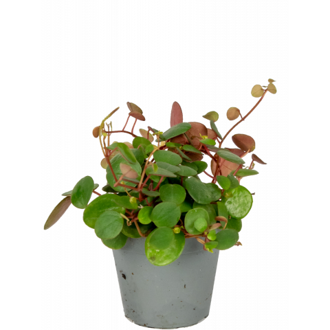 Peperomia-pepperspot-stekje