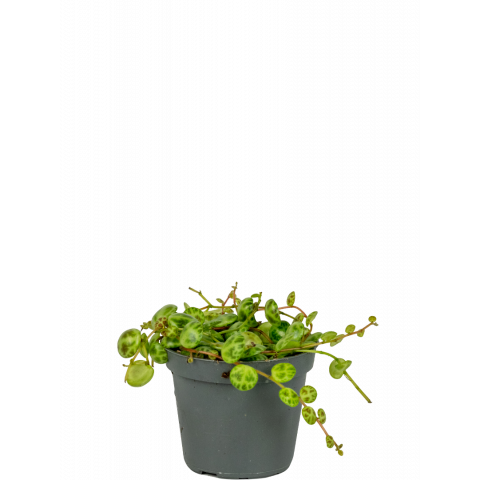 Peperomia-prostrata-stekje