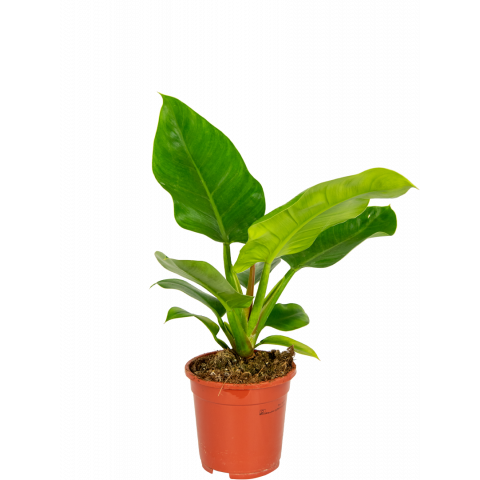 Philodendron-imperial-green-kamerplant