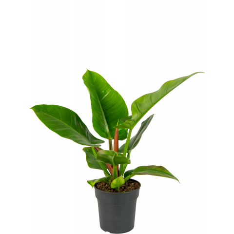 Philodendron-imperial-green-kamerplant 1