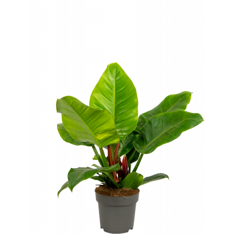 Philodendron-imperial-green-kamerplant 1 1