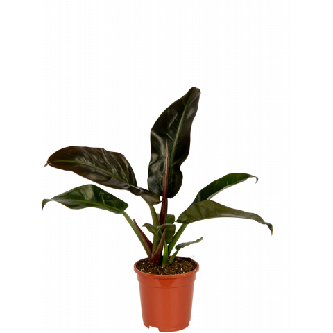 Philodendron-imperial-red-kamerplant