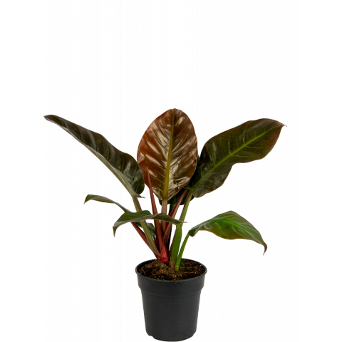 Philodendron-imperial-red-plant