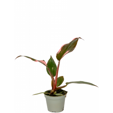 Philodendron-pink-princess-stekje