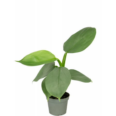 Philodendron-silver-dust-stekje-klein