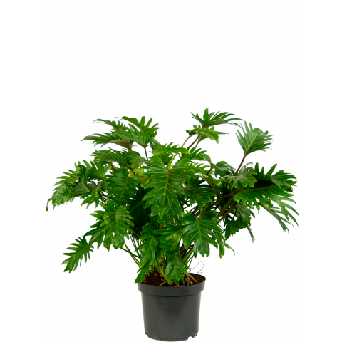 Philodendron-xanadu-kamerplant
