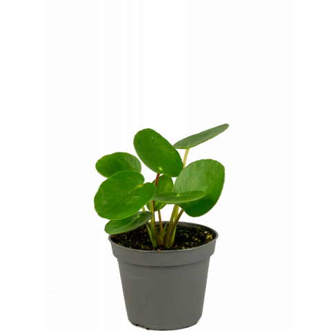 Pilea-pannenkoekenplant-stekje