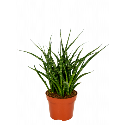 Sansevieria-fernwood-vrouwentong-12-30-kamerplant