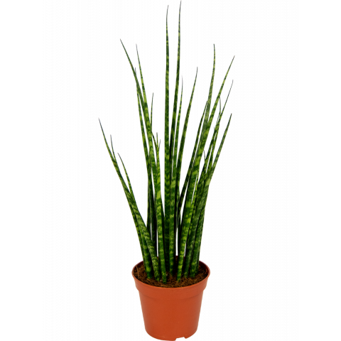 Sansevieria-fernwood-vrouwentong-14-55-kamerplant