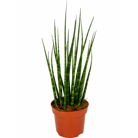 Sansevieria-fernwood-vrouwentong-14-55-plant