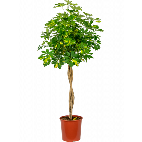 Schefflera-gold-capella-op-stam-groot