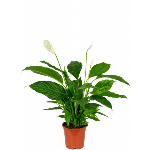 Spatiphyllum-vivaldi-lepelplant-middelgroot
