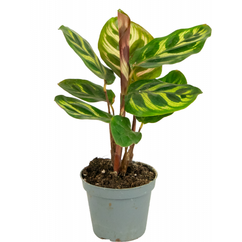 Stekje-calathea-makoyana