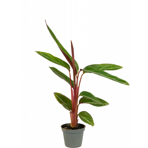 Stromanthe-sanguinea-stekje