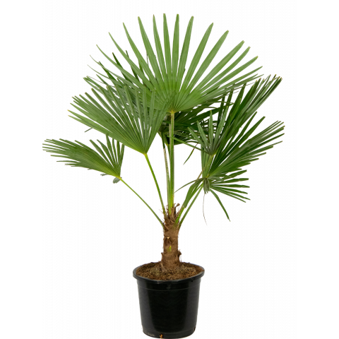 Trachycarpus-fortunei-palm-groot