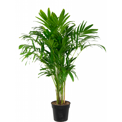 Veitchia-palm-160cm-groot