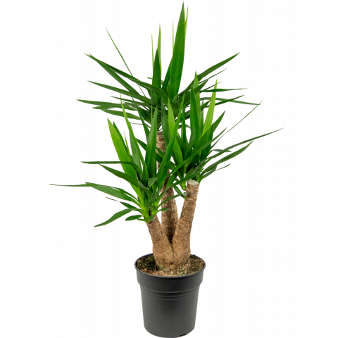 Yucca-elephantipes-op-stam