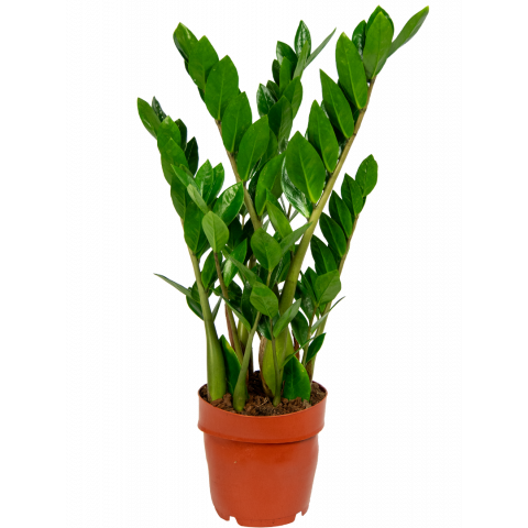 Zamioculcas-kamerplant 1