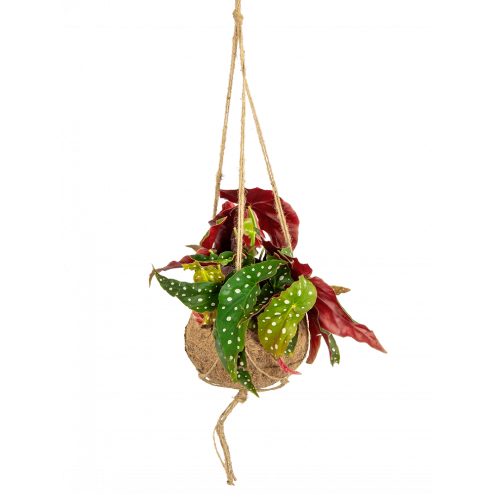 Begonia-maculata-stippenplant-hangplant