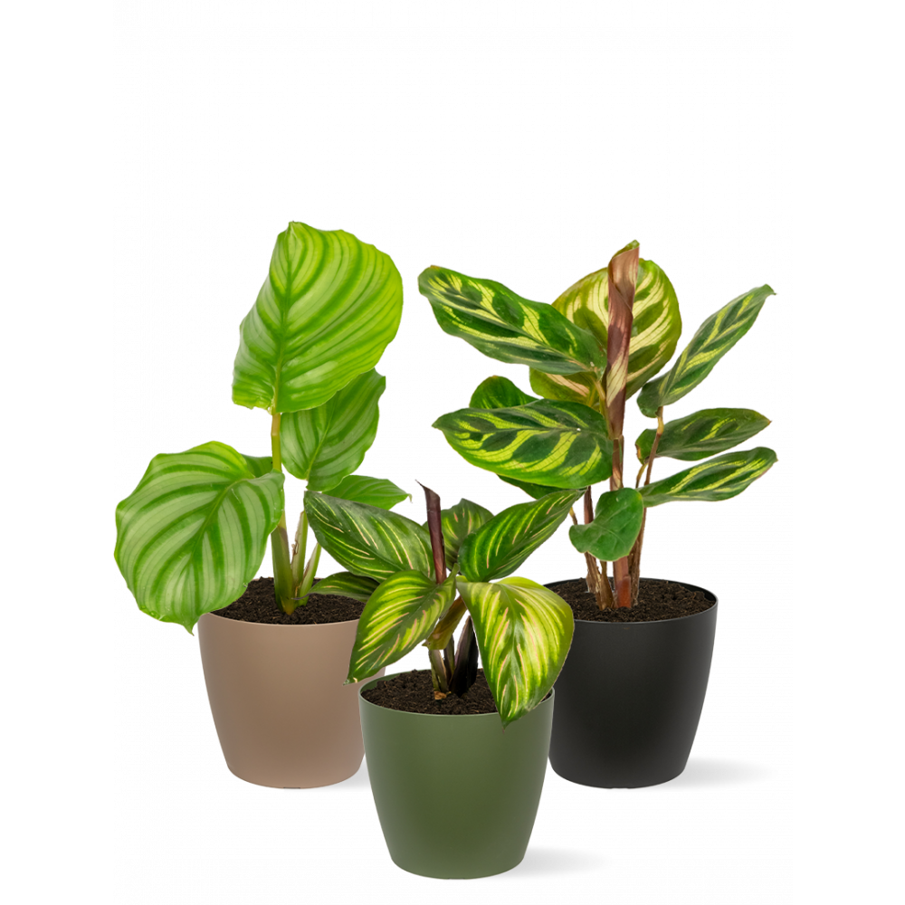 Calathea-stekjes-mix