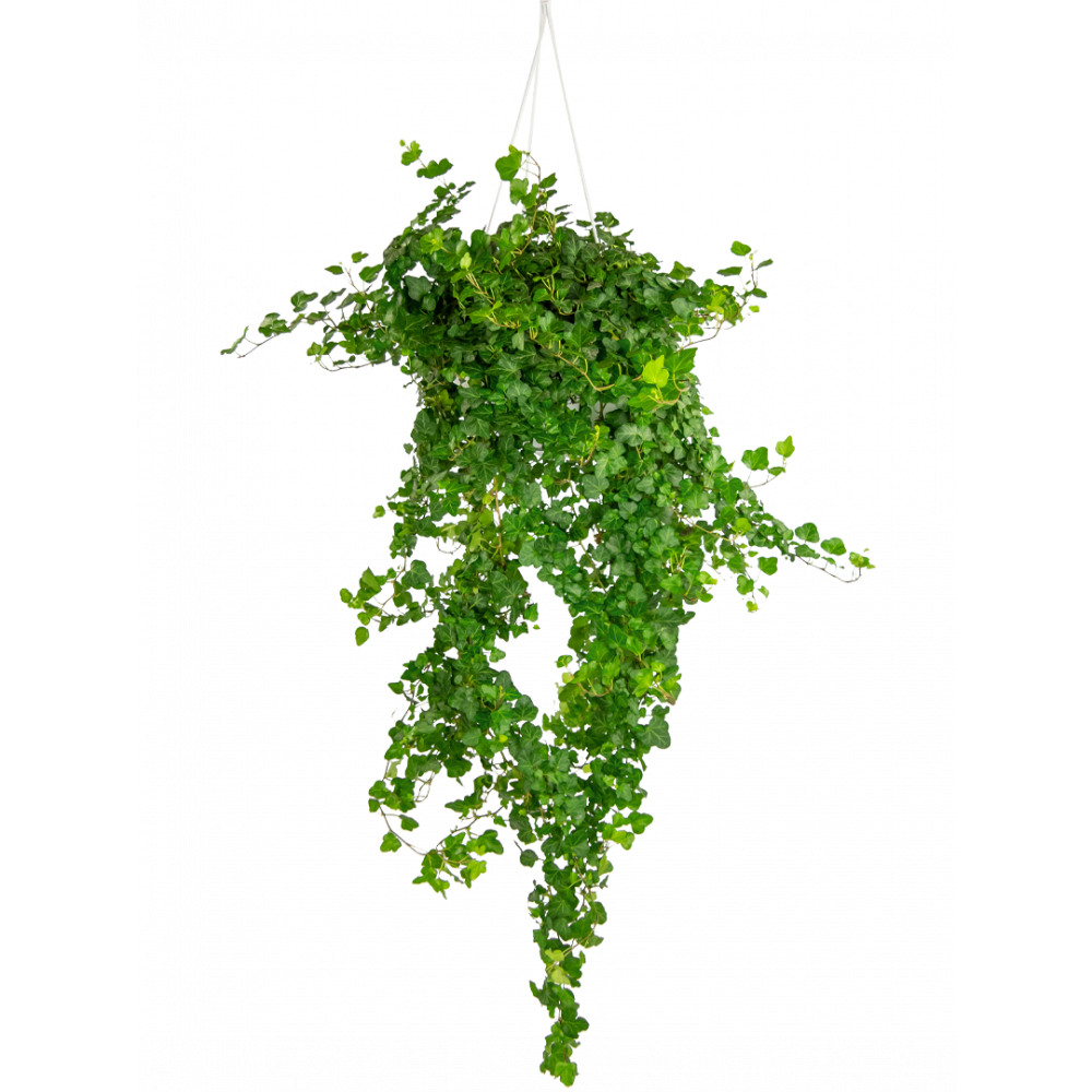 Hedera-wonder-hangplant-middelgroot