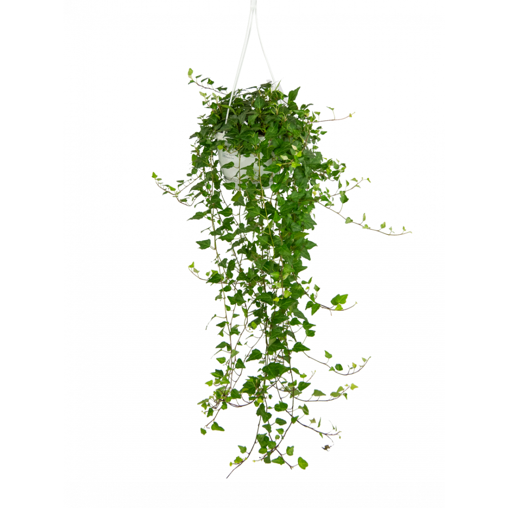 Hedera-wonder-klimop-hangplant