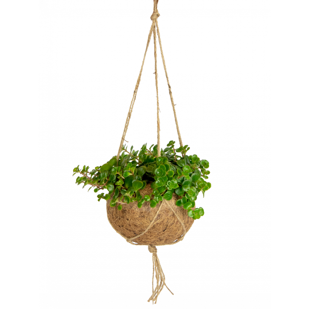 Kokodama-sendum-hangplant