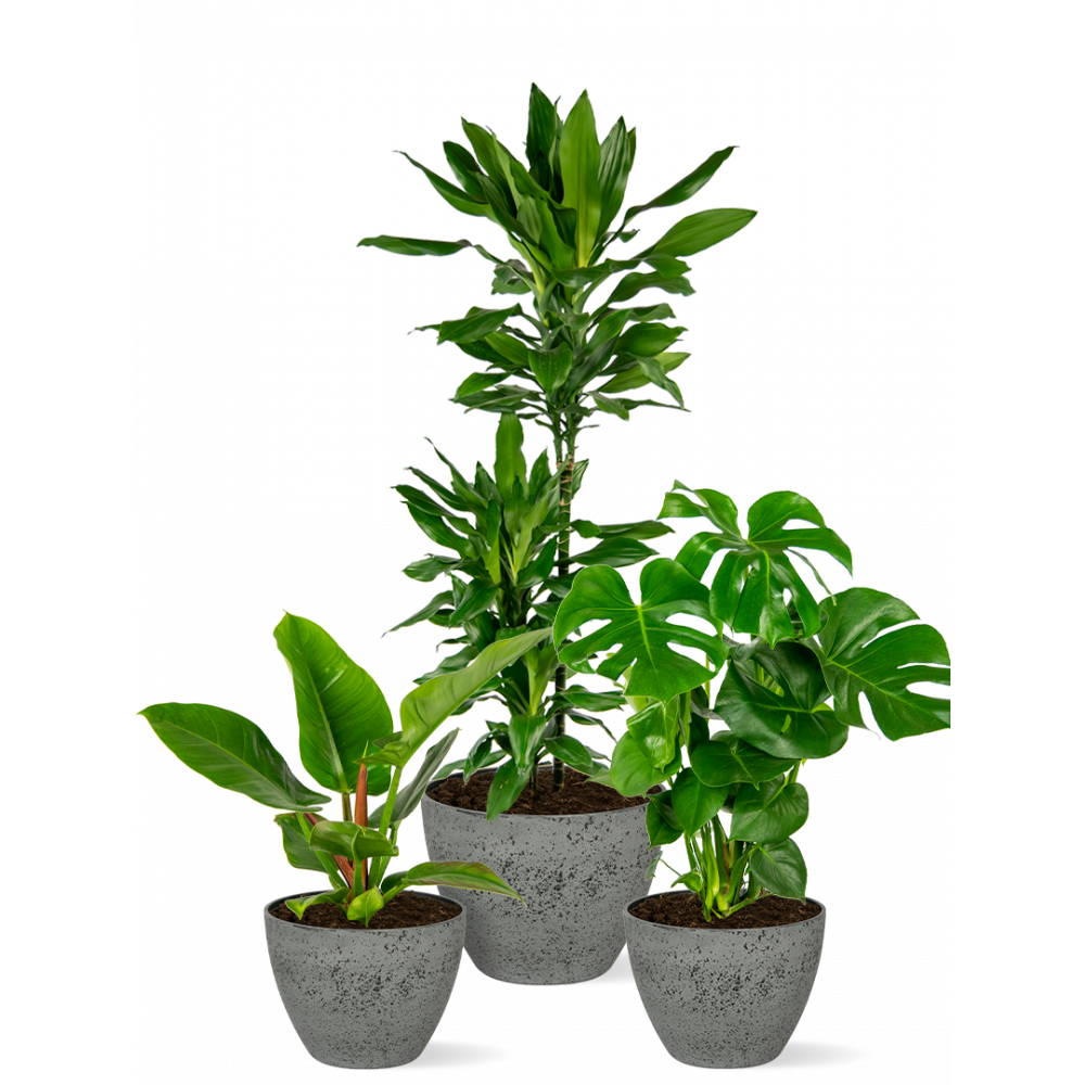 Schaduwplanten-mix-in-pot