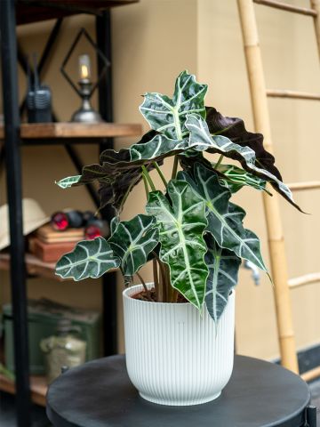 Alocasia polly