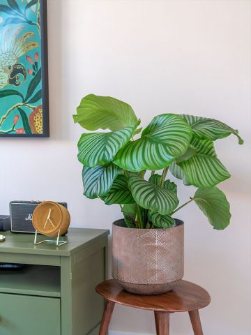 Calathea orbifolia