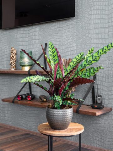 Calathea Insigne