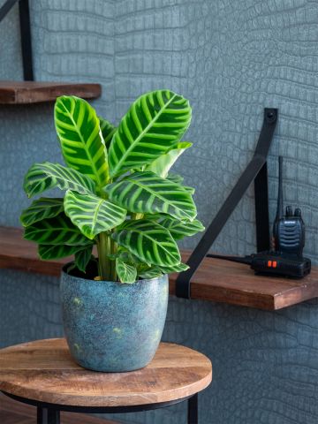 Calathea zebrina