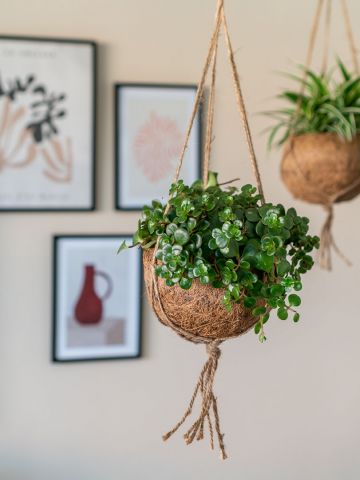 kokodama sedum tornado  