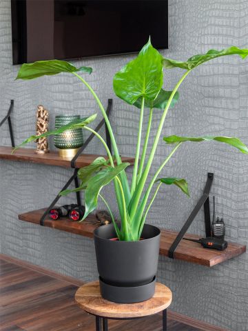 Alocasia Cucullata