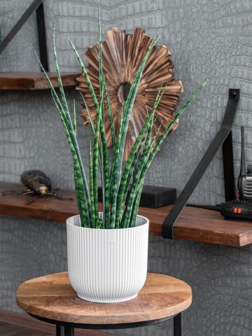 Sansevieria Fernwood