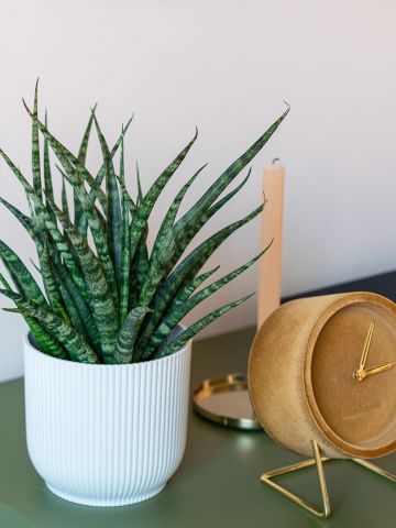 Sansevieria Fernwood