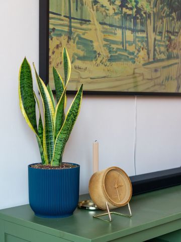 Sansevieria laurentii