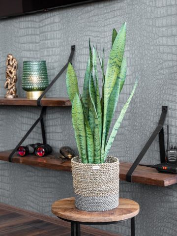 Sansevieria Zeylanica