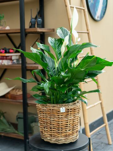 Spathiphyllum Bingo 